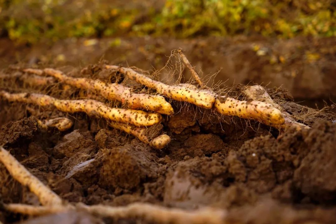 急性鼻炎和慢性鼻炎的区别:xc sports(图3) xc sports