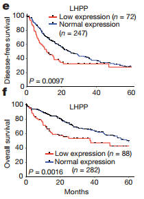 采用LGD的OLED面板可能让mate20折翼_xc sports(图3) xc体育