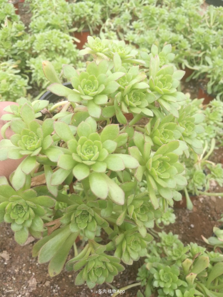 万人众筹的激光生发帽是什么?靠谱吗?“xc sports”(图1) xc sports