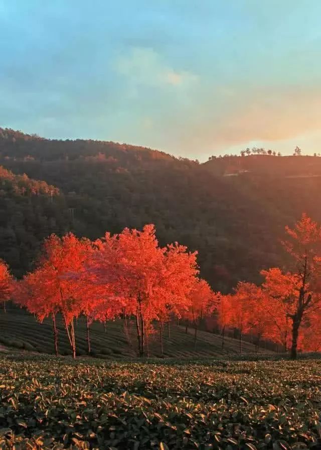 双外援51分辽宁客场首胜 张兆旭20+11上海惜败“xc体育”(图2) xc体育