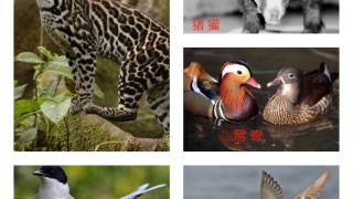 xc体育